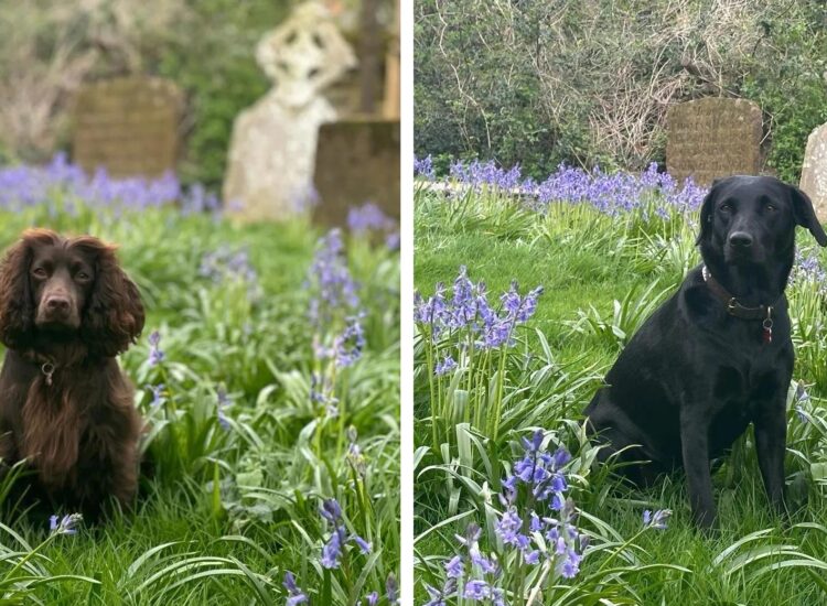 Springtime At The Pub