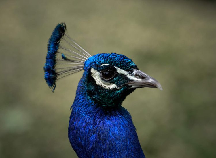 A Weekend Guide to Warwick